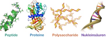 Biopolymere - Biopolymers Wichlab