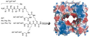 Surface Recognition and Inhibition of β-Tryptase by Tetravalent Peptide Ligands