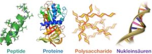 Biopolymere biopolymers Wichlab Peter Wich Proteine Peptide Polysaccharide Nukleinsäuren