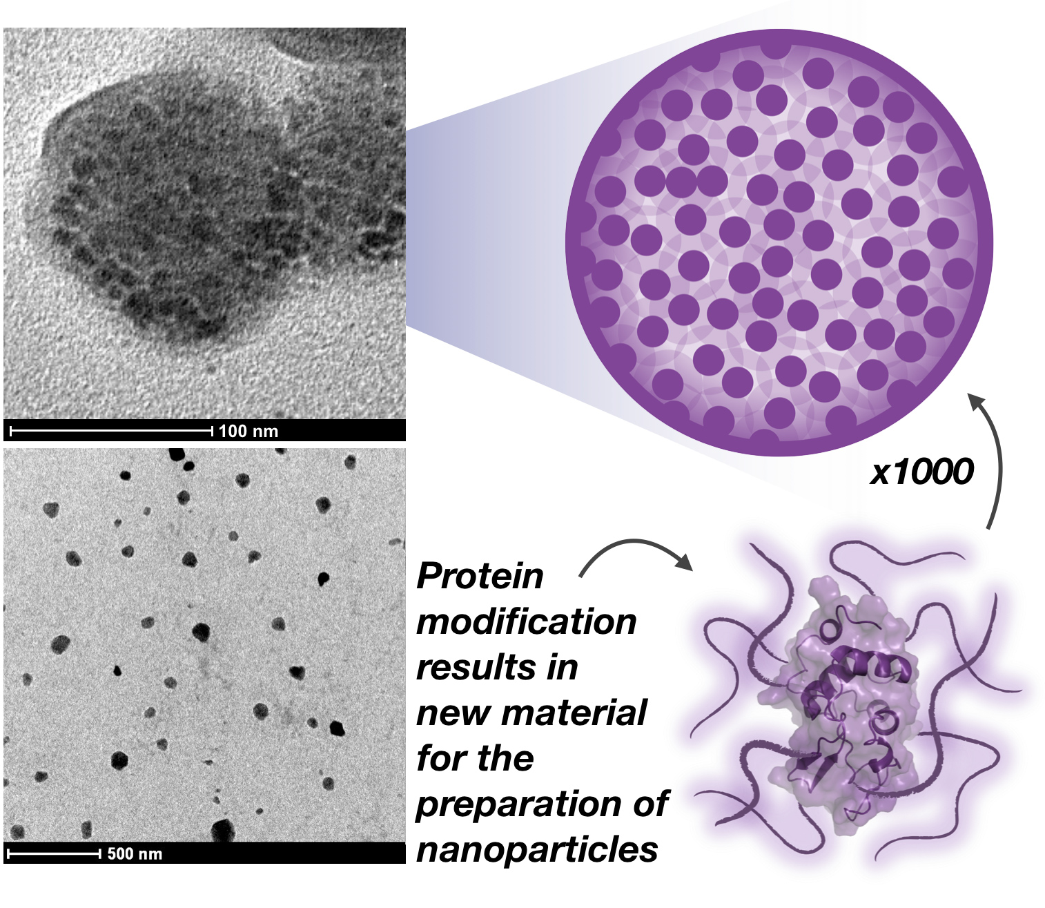 protein nanoparticles biopolymer Wichlab Peter Wich