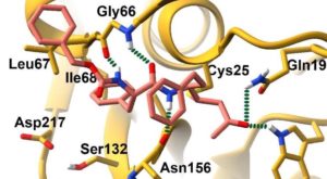 Peptide-based Michael Acceptors Targeting Rhodesain and Falcipain-2 for the Treatment of Neglected Tropical Diseases