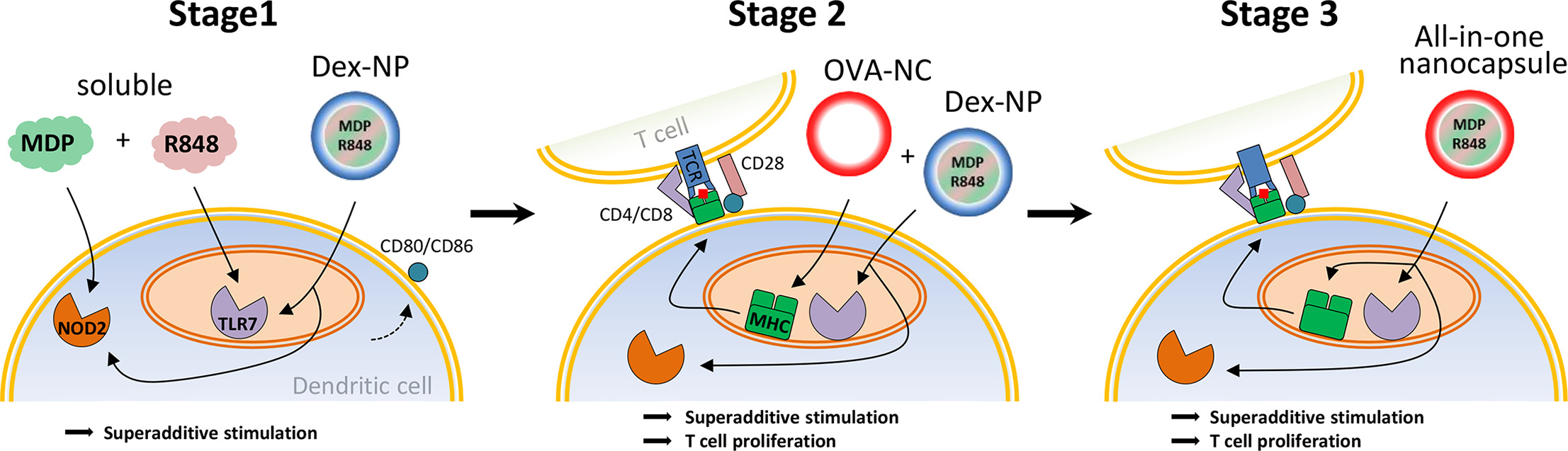 Delivering all in one: Antigen-nanocapsule loaded with dual adjuvant yields superadditive effects by DC-directed T cell stimulation