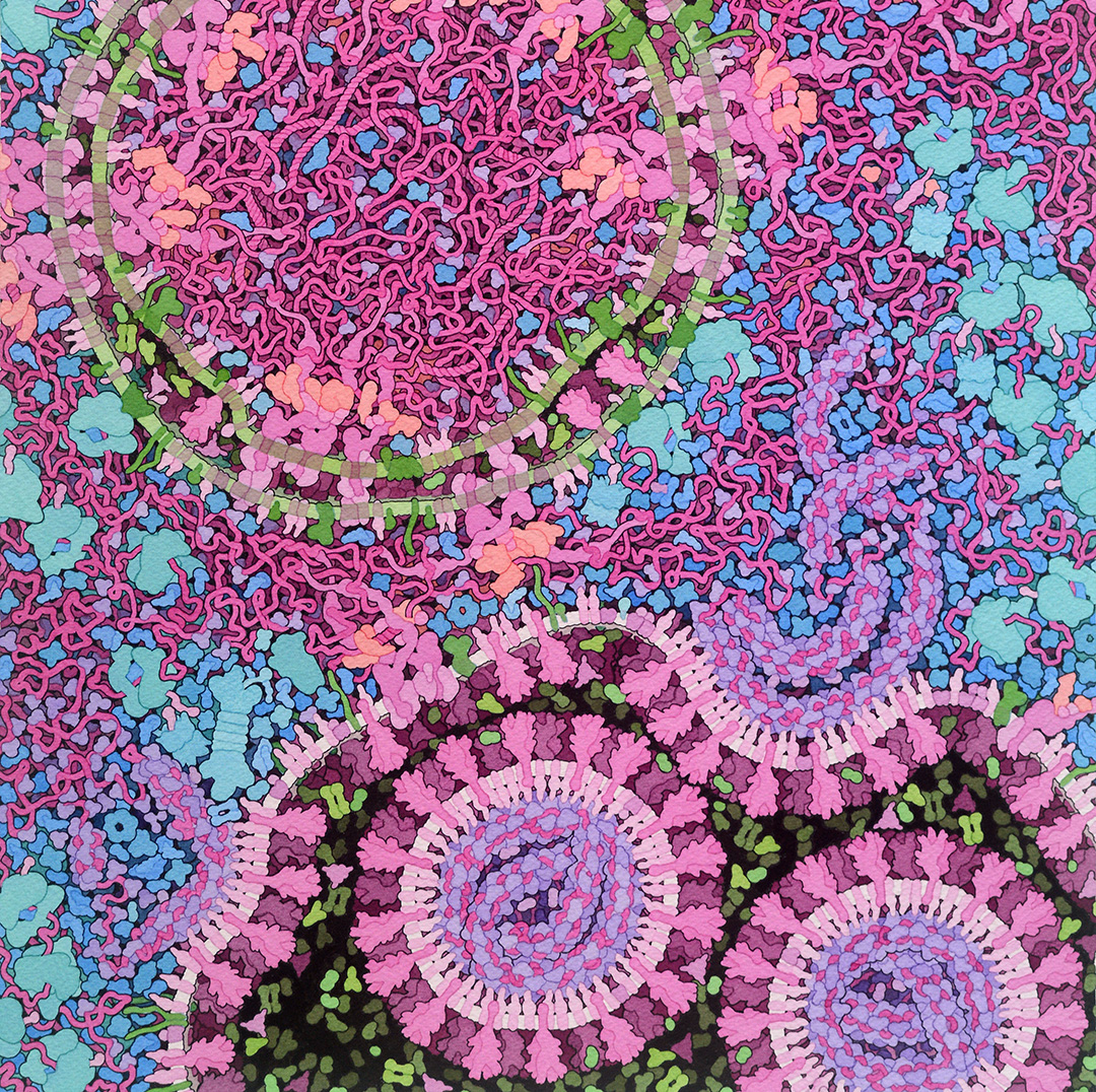 Do you know the beautiful, hand-drawn #watercolor paintings of David S. Goodsell? Here is his marvelous version of the #coronavirus