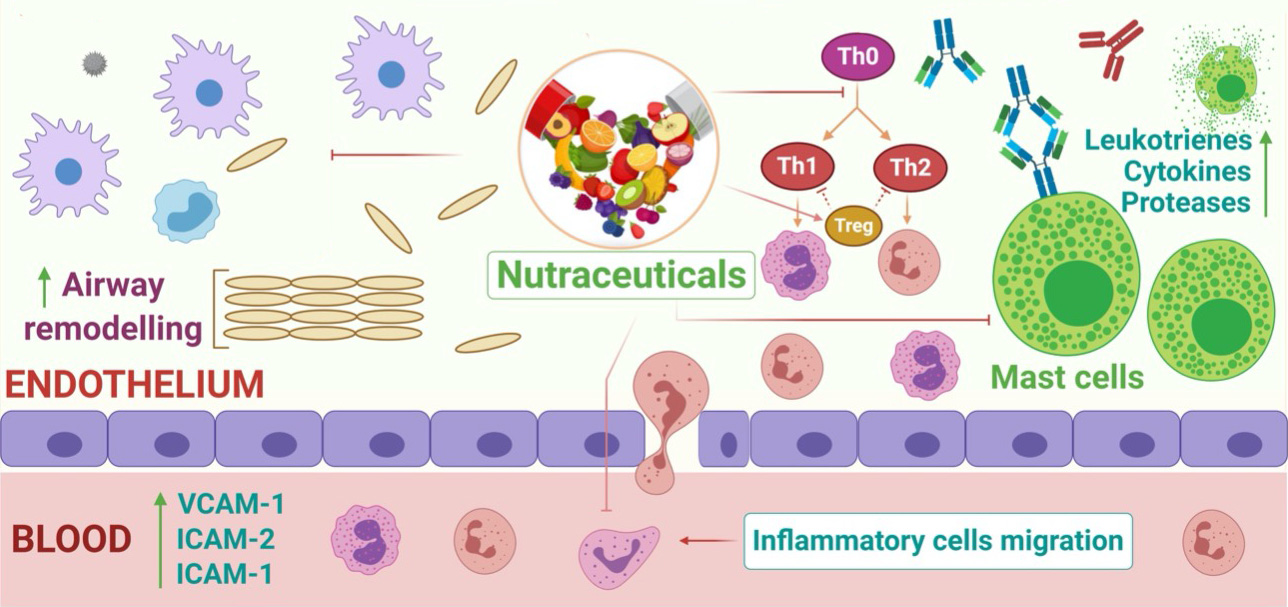 Treatment of chronic airway diseases using nutraceuticals: Mechanistic insight