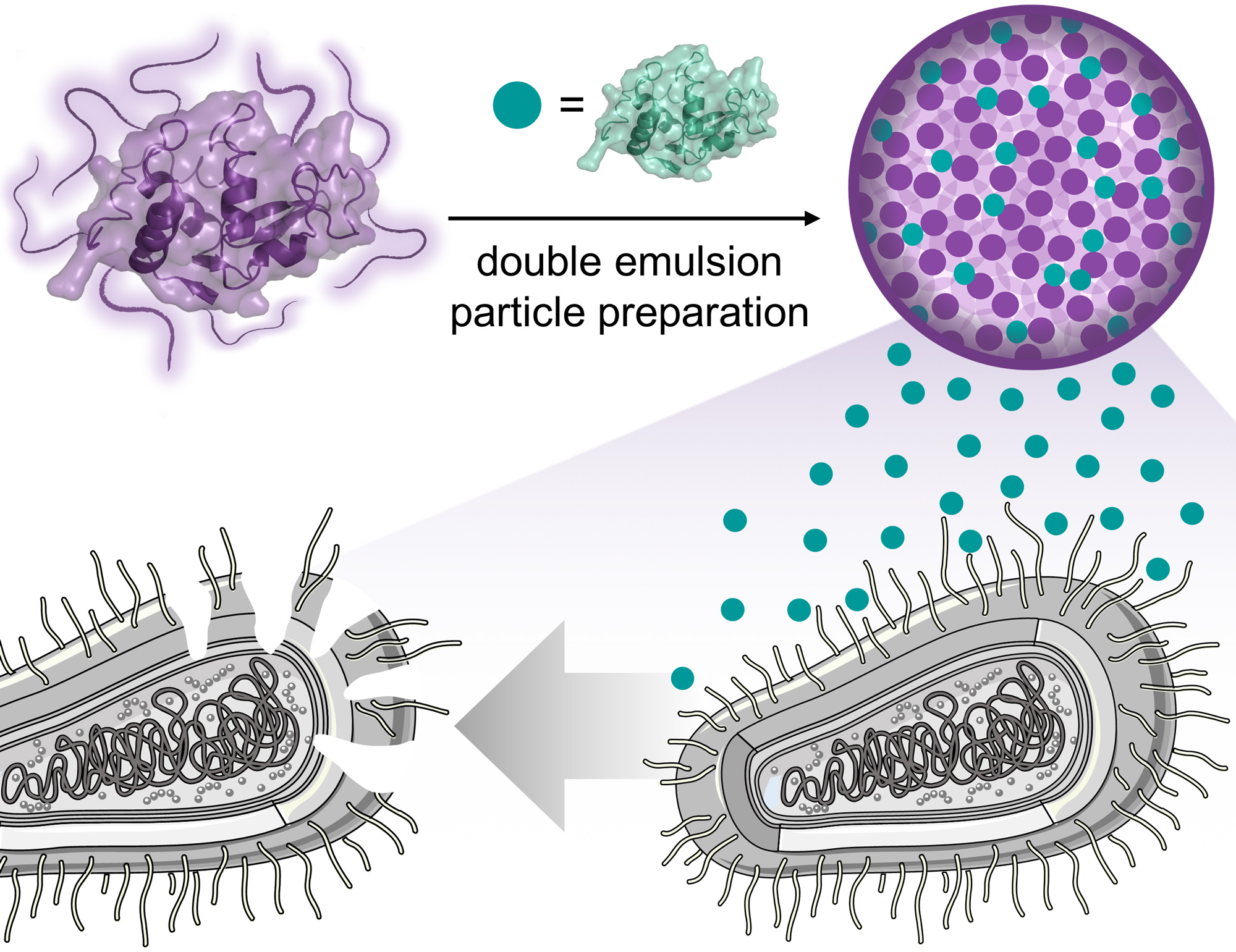 Lysozyme Nanoparticles with Antibacterial Activity