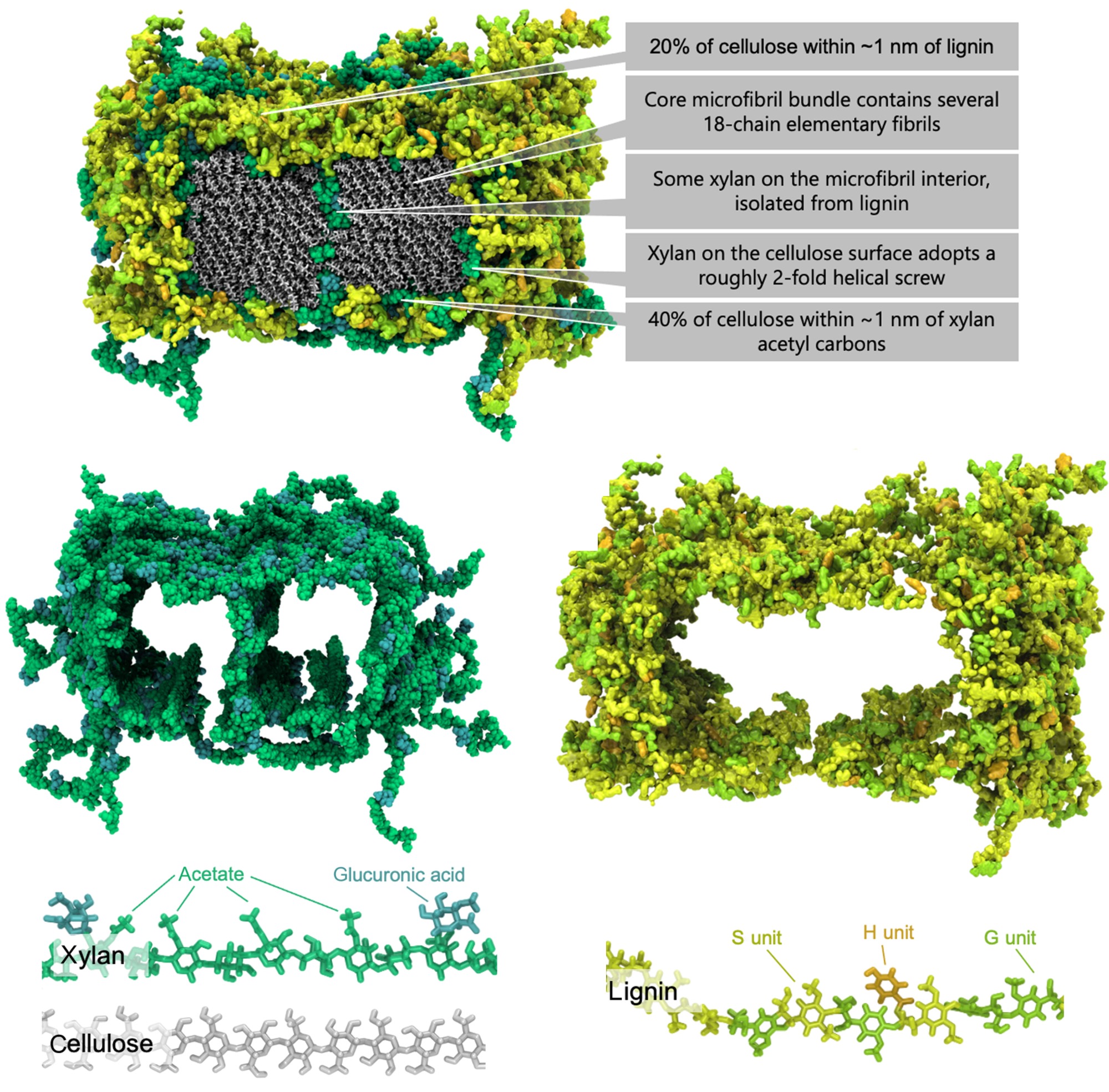 Atomistic, macromolecular model of the Populus secondary cell wall informed by solid-state NMR