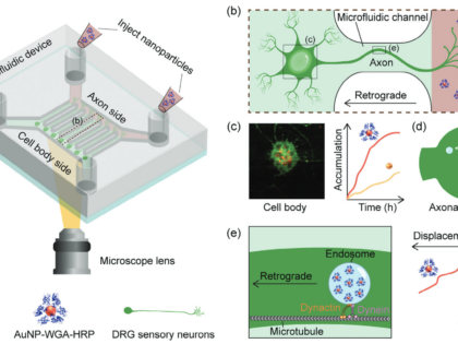 New Paper! Protein-functionalized Nanoparticles for Retrograde Transport in Neurons