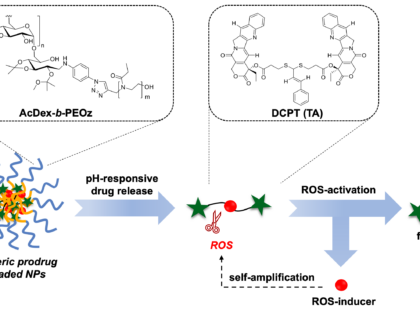 New Paper! pH-Responsive Nanoparticles for the Delivery of Anticancer Prodrugs