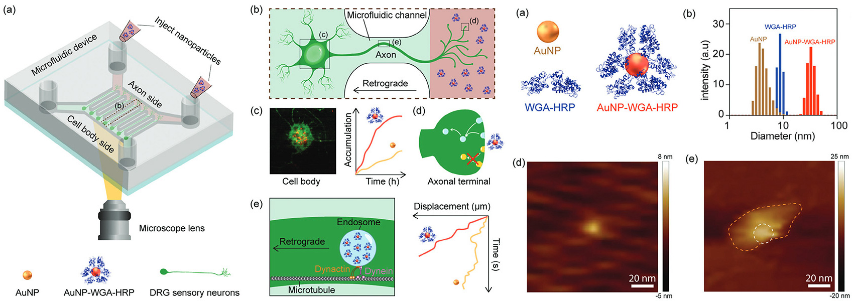 "Neural Tracing Protein-functionalized Nanoparticles Capable of Fast Retrograde Axonal Transport in Live Neurons” W. Wang, M. Hassan, N. Kapoor‐Kaushik, L. Livni, B. Musrie, J. Tang, Z. Mahmud, S. Lai, P. R. Wich, V. Ananthanarayanan G. Moalem‐Taylor, G. Mao, Small, 2024, accepted. https://doi.org/10.1002/smll.202311921